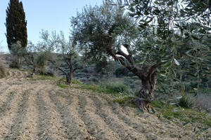 Terreno Agricolo in contrada Prato Mazzarino