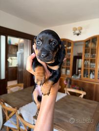 Cucciola di bassotto