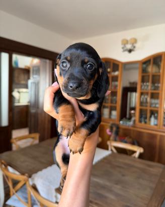 Cucciola di bassotto