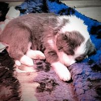 Bearded Collie cuccioli