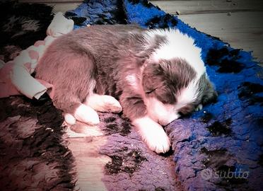 Bearded Collie cuccioli