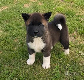 Cuccioli Akita