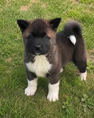Cuccioli Akita