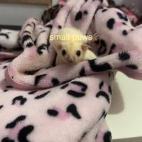 Petauri dello Zucchero