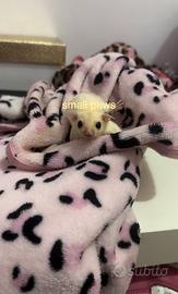 Petauri dello Zucchero