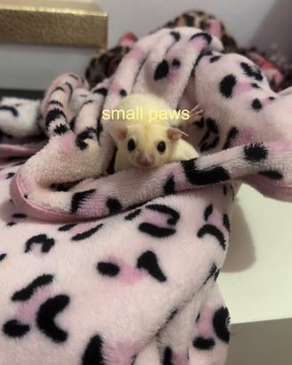 Petauri dello Zucchero