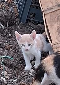 Gattini