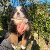 Bovaro del bernese