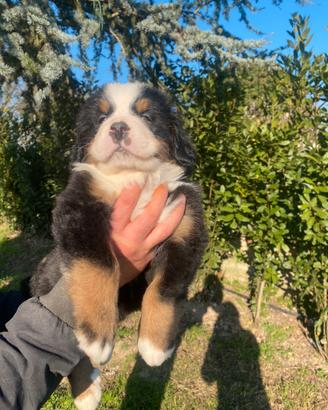 Bovaro del bernese