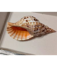 Conchiglia CHARONIA TRITONIS mm 300 Hawaii