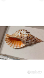 Conchiglia CHARONIA TRITONIS mm 300 Hawaii