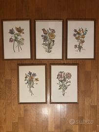 Set 5 quadri con stampe botaniche