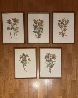 Set 5 quadri con stampe botaniche