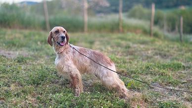 Setter inglese