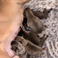 Bulldog francesi