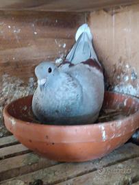 Colombi viaggiatori Produtori