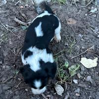 Springer spaniel inglese