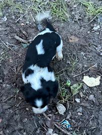 Springer spaniel inglese
