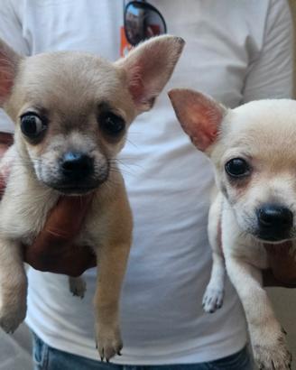 Chihuahua