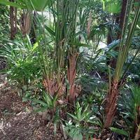 Palma Trachycarpus Fortunei