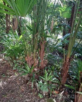 Palma Trachycarpus Fortunei