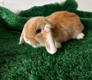 Coniglio minilop per ariete nano