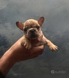 Bull dogg francese cucciolo
