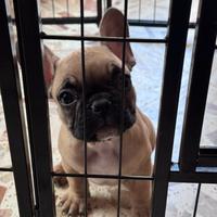 Disponibile cucciola di bulldog francese