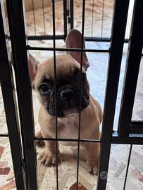 Disponibile cucciola di bulldog francese