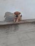 shiba-inu-con-pedigree-enci