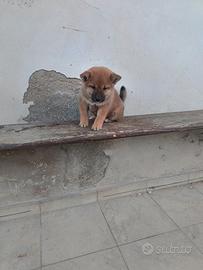 Shiba Inu con pedigree ENCI