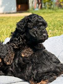 Cucciola di barboncino toy black phantom