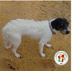 Maschio meticcio - 2 anni circa