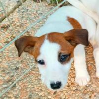 Jack russell femmina