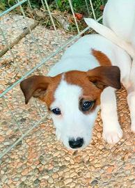 Jack russell femmina