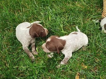 Cuccioli cani da tartufo