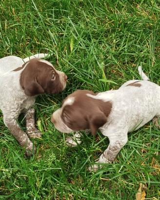 Cuccioli cani da tartufo