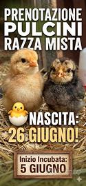 Prenotazione PULCINI RAZZA MISTA