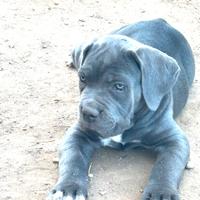 Cuccioli cane corso