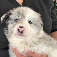 Border collie femmina