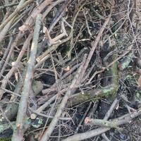 legna di ulivo da ardere nel camino