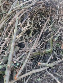 legna di ulivo da ardere nel camino