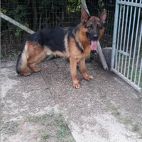 Stallone pastore tedesco