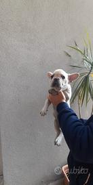 Cucciolo di bulldog francese