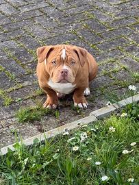 Cucciola di American Bully pocket