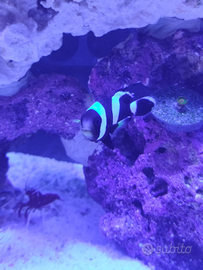 Reef pagliaccio acquario marino