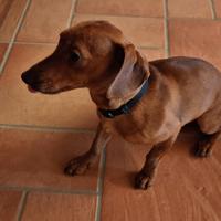 Cagnolina