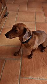 Cagnolina