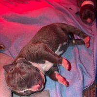 Cuccioli di pitbull- prenotazione