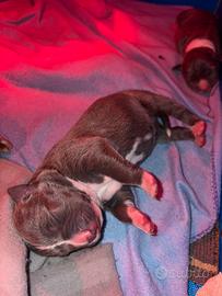 Cuccioli di pitbull- prenotazione